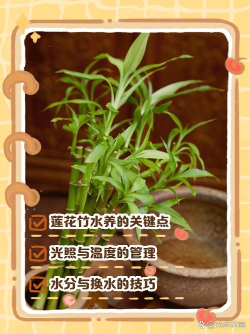 水培莲花竹怎么养(水培莲花竹有什么作用)-第1张图片-花花知道网 水培莲花竹怎么养(水培莲花竹有什么作用)-第1张图片-花花知道网