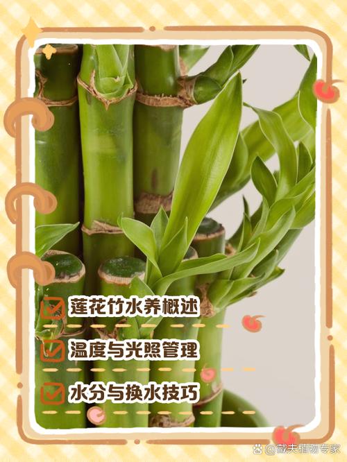水培莲花竹怎么养(水培莲花竹有什么作用)-第2张图片-花花知道网 水培莲花竹怎么养(水培莲花竹有什么作用)-第2张图片-花花知道网