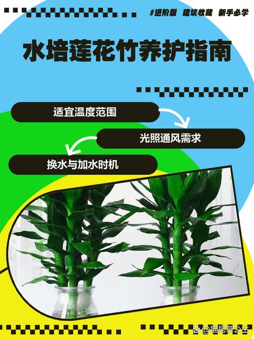 水培莲花竹怎么养(水培莲花竹有什么作用)-第5张图片-花花知道网 水培莲花竹怎么养(水培莲花竹有什么作用)-第5张图片-花花知道网