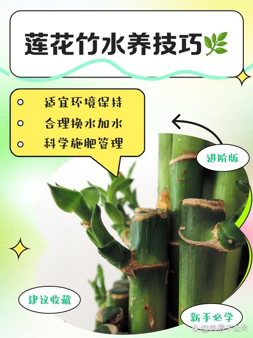 水培莲花竹怎么养(水培莲花竹有什么作用)-第6张图片-花花知道网 水培莲花竹怎么养(水培莲花竹有什么作用)-第6张图片-花花知道网