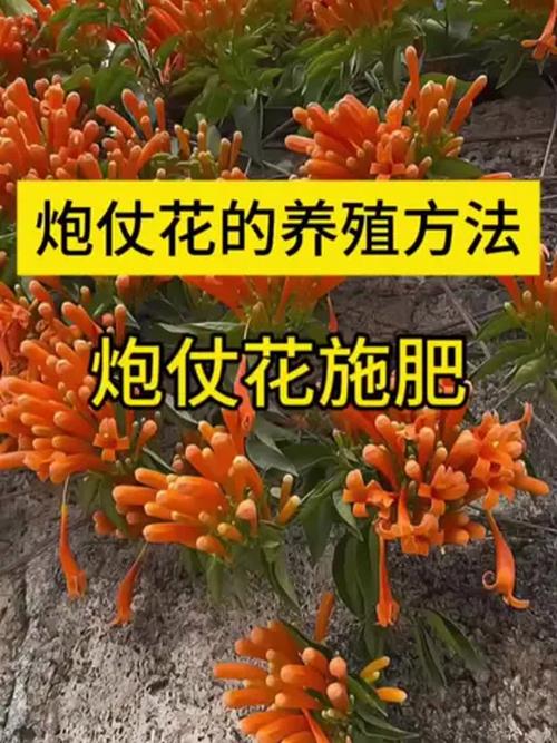 如何使炮仗花在圣诞开花(炮仗花开花后如何修剪)-第2张图片-花花知道网 如何使炮仗花在圣诞开花(炮仗花开花后如何修剪)-第2张图片-花花知道网