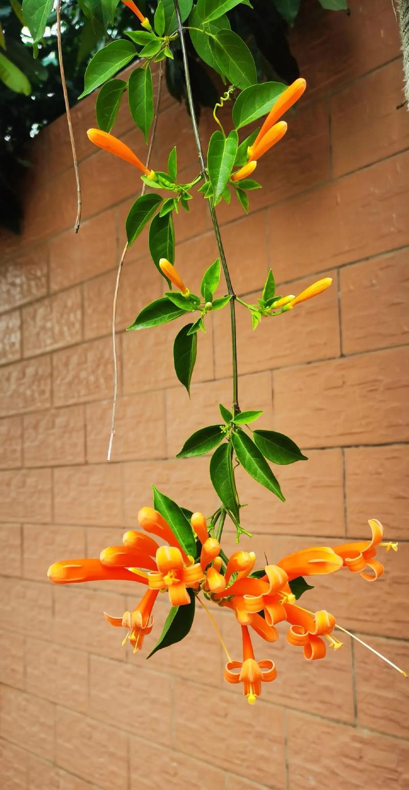 如何使炮仗花在圣诞开花(炮仗花开花后如何修剪)-第3张图片-花花知道网 如何使炮仗花在圣诞开花(炮仗花开花后如何修剪)-第3张图片-花花知道网