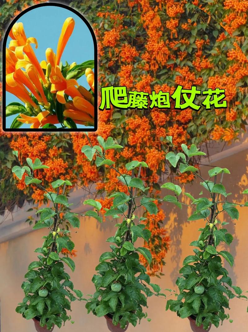 如何使炮仗花在圣诞开花(炮仗花开花后如何修剪)-第4张图片-花花知道网 如何使炮仗花在圣诞开花(炮仗花开花后如何修剪)-第4张图片-花花知道网