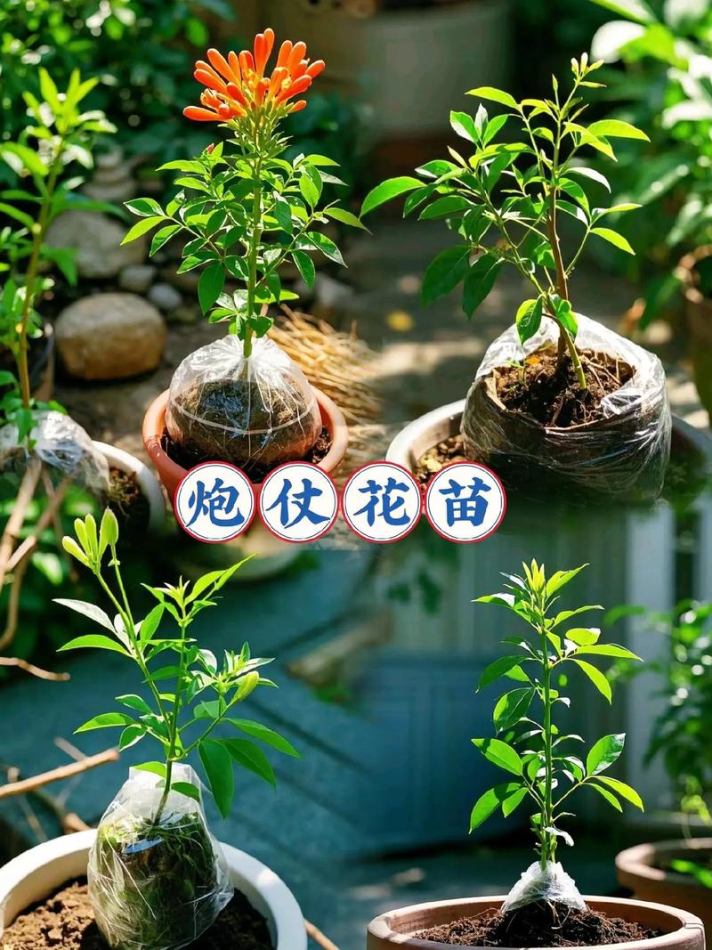 如何使炮仗花在圣诞开花(炮仗花开花后如何修剪)-第5张图片-花花知道网 如何使炮仗花在圣诞开花(炮仗花开花后如何修剪)-第5张图片-花花知道网
