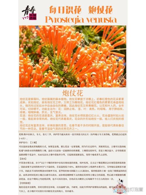如何使炮仗花在圣诞开花(炮仗花开花后如何修剪)-第6张图片-花花知道网 如何使炮仗花在圣诞开花(炮仗花开花后如何修剪)-第6张图片-花花知道网