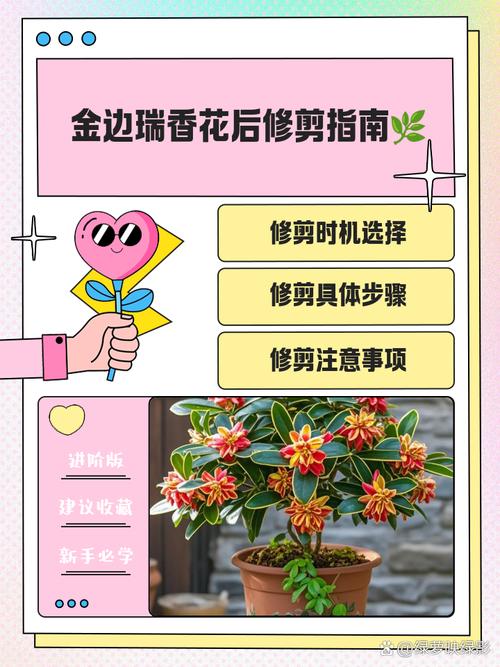 金边瑞香怎么修剪(金边瑞香花谢后怎么修剪)-第1张图片-花花知道网 金边瑞香怎么修剪(金边瑞香花谢后怎么修剪)-第1张图片-花花知道网
