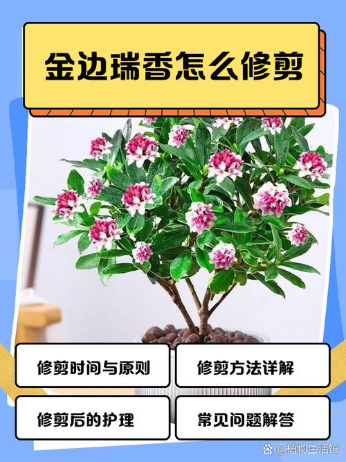 金边瑞香怎么修剪(金边瑞香花谢后怎么修剪)-第2张图片-花花知道网 金边瑞香怎么修剪(金边瑞香花谢后怎么修剪)-第2张图片-花花知道网