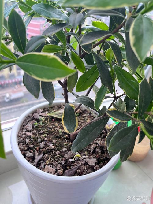 金边瑞香怎么修剪(金边瑞香花谢后怎么修剪)-第4张图片-花花知道网 金边瑞香怎么修剪(金边瑞香花谢后怎么修剪)-第4张图片-花花知道网