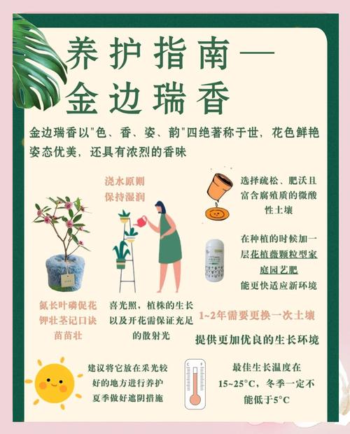 金边瑞香怎么修剪(金边瑞香花谢后怎么修剪)-第5张图片-花花知道网 金边瑞香怎么修剪(金边瑞香花谢后怎么修剪)-第5张图片-花花知道网