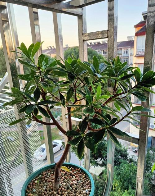 金边瑞香怎么修剪(金边瑞香花谢后怎么修剪)-第7张图片-花花知道网 金边瑞香怎么修剪(金边瑞香花谢后怎么修剪)-第7张图片-花花知道网