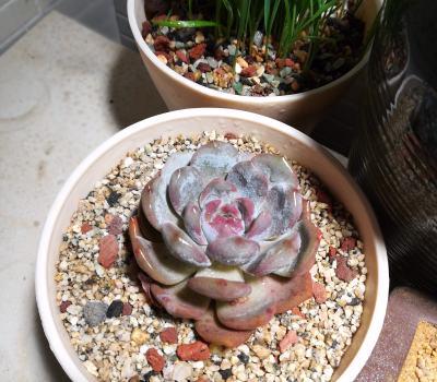 五彩络石怎么修剪枝叶(五彩络石的花语)-第1张图片-花花知道网 五彩络石怎么修剪枝叶(五彩络石的花语)-第1张图片-花花知道网