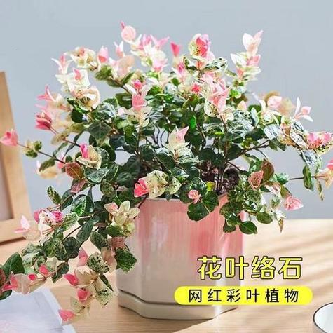 五彩络石怎么修剪枝叶(五彩络石的花语)-第3张图片-花花知道网 五彩络石怎么修剪枝叶(五彩络石的花语)-第3张图片-花花知道网