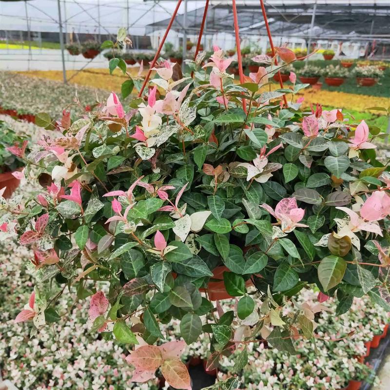 五彩络石怎么修剪枝叶(五彩络石的花语)-第4张图片-花花知道网 五彩络石怎么修剪枝叶(五彩络石的花语)-第4张图片-花花知道网