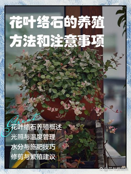 五彩络石怎么修剪枝叶(五彩络石的花语)-第8张图片-花花知道网 五彩络石怎么修剪枝叶(五彩络石的花语)-第8张图片-花花知道网