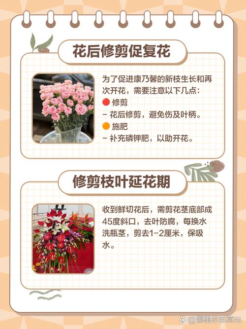 康乃馨怎么修剪(康乃馨怎么修剪视频)-第1张图片-花花知道网 康乃馨怎么修剪(康乃馨怎么修剪视频)-第1张图片-花花知道网