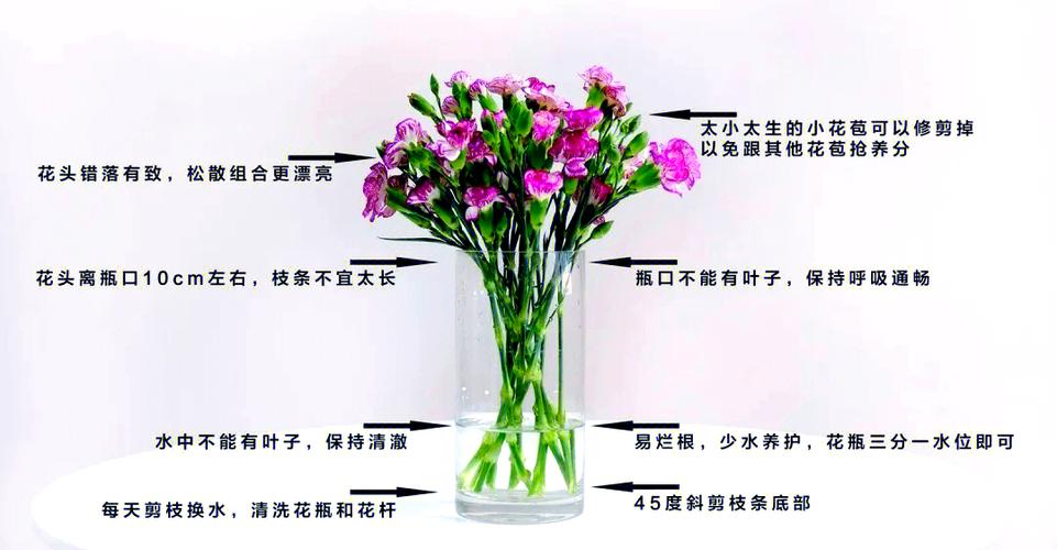 康乃馨怎么修剪(康乃馨怎么修剪视频)-第4张图片-花花知道网 康乃馨怎么修剪(康乃馨怎么修剪视频)-第4张图片-花花知道网