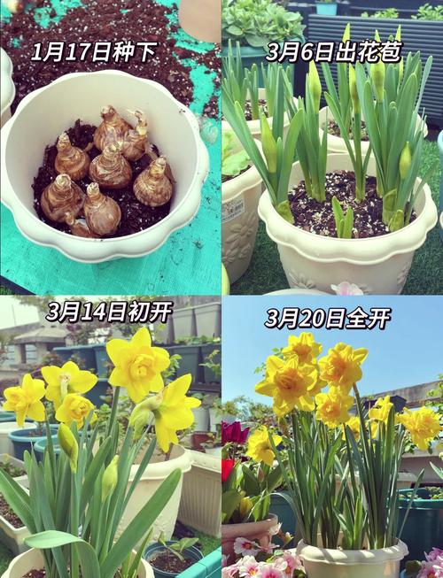 洋水仙怎么施肥和浇水(洋水仙施什么肥)-第1张图片-花花知道网 洋水仙怎么施肥和浇水(洋水仙施什么肥)-第1张图片-花花知道网