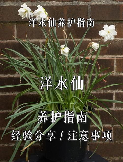 洋水仙怎么施肥和浇水(洋水仙施什么肥)-第2张图片-花花知道网 洋水仙怎么施肥和浇水(洋水仙施什么肥)-第2张图片-花花知道网