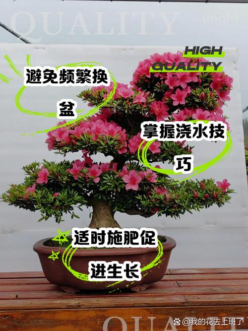 皋月杜鹃的繁殖方式(皋月杜鹃什么时候孕蕾)-第3张图片-花花知道网 皋月杜鹃的繁殖方式(皋月杜鹃什么时候孕蕾)-第3张图片-花花知道网