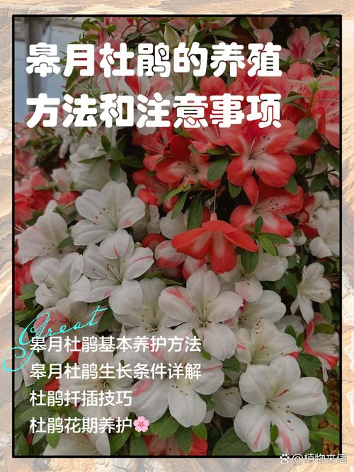 皋月杜鹃的繁殖方式(皋月杜鹃什么时候孕蕾)-第4张图片-花花知道网 皋月杜鹃的繁殖方式(皋月杜鹃什么时候孕蕾)-第4张图片-花花知道网