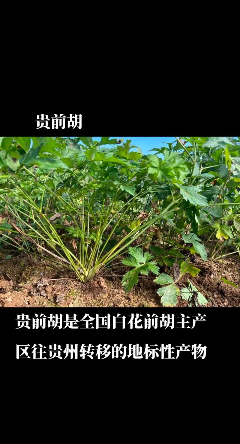 白花前胡怎么养(白花前胡有效成分提取及薄层色谱分析)-第4张图片-花花知道网 白花前胡怎么养(白花前胡有效成分提取及薄层色谱分析)-第4张图片-花花知道网
