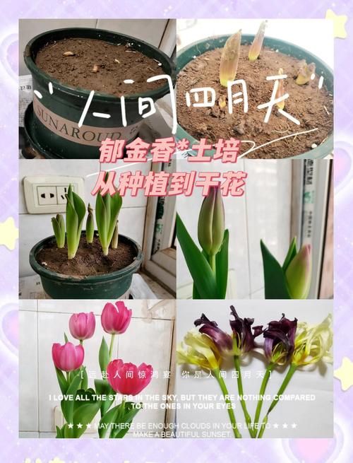 郁金香怎么养(郁金香怎么养殖方法和注意事项)-第1张图片-花花知道网 郁金香怎么养(郁金香怎么养殖方法和注意事项)-第1张图片-花花知道网