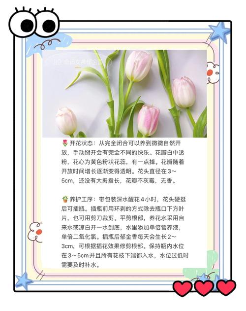 郁金香怎么养(郁金香怎么养殖方法和注意事项)-第3张图片-花花知道网 郁金香怎么养(郁金香怎么养殖方法和注意事项)-第3张图片-花花知道网