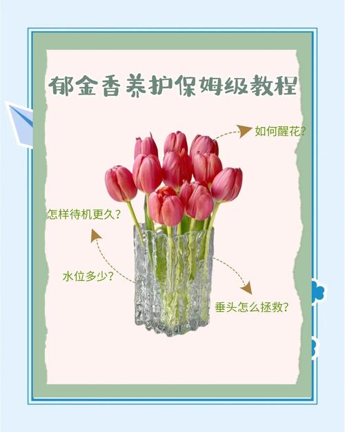 郁金香怎么养(郁金香怎么养殖方法和注意事项)-第4张图片-花花知道网 郁金香怎么养(郁金香怎么养殖方法和注意事项)-第4张图片-花花知道网