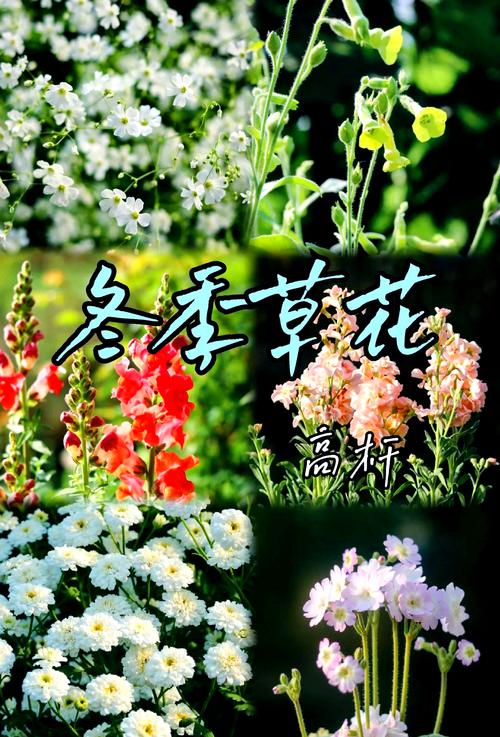 如何使虎刺梅在元旦开花(虎刺梅夏季不开花怎样修剪视频)-第3张图片-花花知道网 如何使虎刺梅在元旦开花(虎刺梅夏季不开花怎样修剪视频)-第3张图片-花花知道网