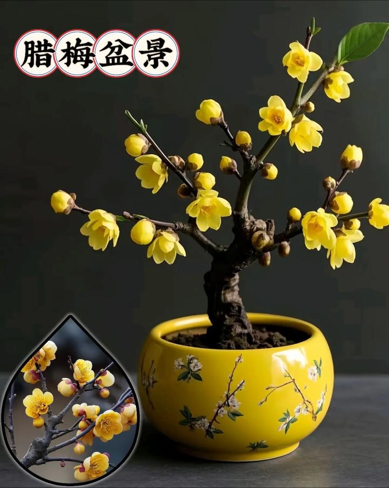 如何使虎刺梅在元旦开花(虎刺梅夏季不开花怎样修剪视频)-第4张图片-花花知道网 如何使虎刺梅在元旦开花(虎刺梅夏季不开花怎样修剪视频)-第4张图片-花花知道网