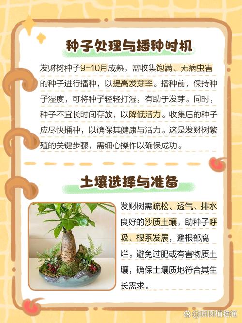 发财树种子怎么种(摇钱树种子怎么种)-第6张图片-花花知道网 发财树种子怎么种(摇钱树种子怎么种)-第6张图片-花花知道网