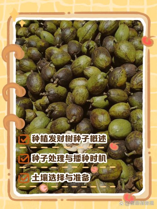 发财树种子怎么种(摇钱树种子怎么种)-第7张图片-花花知道网 发财树种子怎么种(摇钱树种子怎么种)-第7张图片-花花知道网