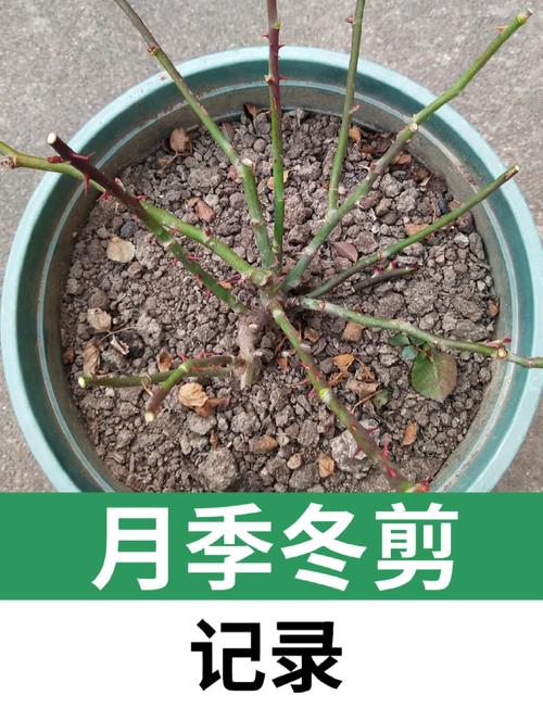 月季花冬季的室外管理(月季花在室外过冬需要浇水吗)-第7张图片-花花知道网 月季花冬季的室外管理(月季花在室外过冬需要浇水吗)-第7张图片-花花知道网