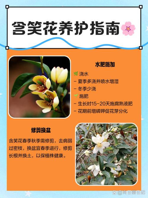 含笑花开花前怎么养护(含笑花开花后花期多长)-第1张图片-花花知道网 含笑花开花前怎么养护(含笑花开花后花期多长)-第1张图片-花花知道网
