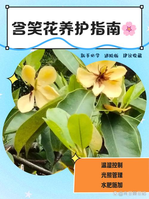 含笑花开花前怎么养护(含笑花开花后花期多长)-第3张图片-花花知道网 含笑花开花前怎么养护(含笑花开花后花期多长)-第3张图片-花花知道网