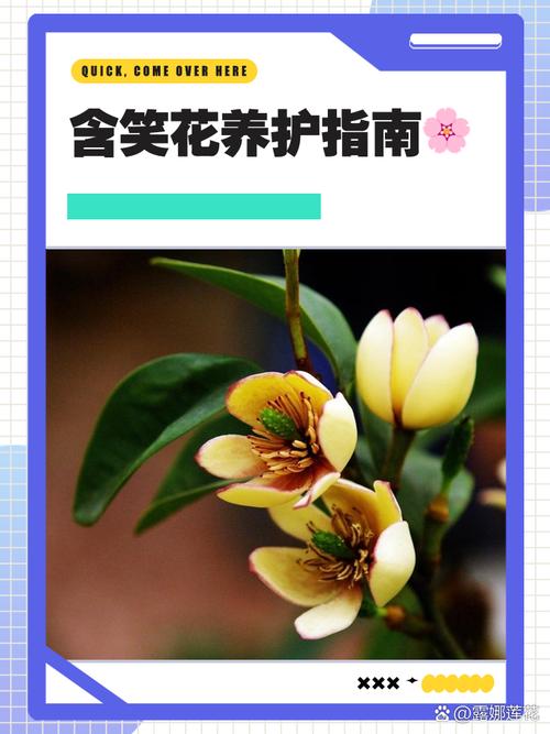 含笑花开花前怎么养护(含笑花开花后花期多长)-第6张图片-花花知道网 含笑花开花前怎么养护(含笑花开花后花期多长)-第6张图片-花花知道网
