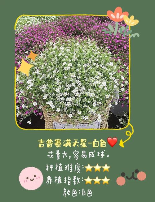 吉普赛满天星怎么种植(吉普赛满天星种植时间和方法)-第1张图片-花花知道网 吉普赛满天星怎么种植(吉普赛满天星种植时间和方法)-第1张图片-花花知道网