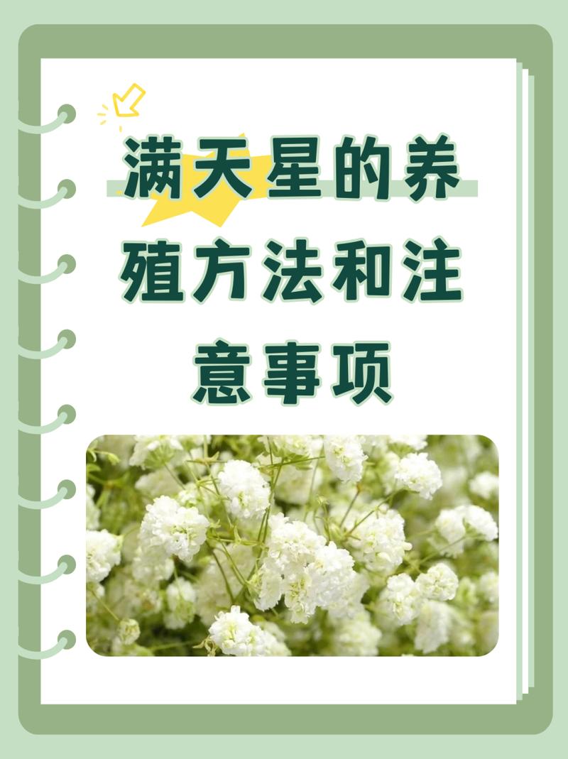吉普赛满天星怎么种植(吉普赛满天星种植时间和方法)-第3张图片-花花知道网 吉普赛满天星怎么种植(吉普赛满天星种植时间和方法)-第3张图片-花花知道网