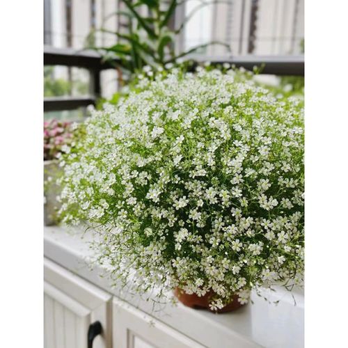 吉普赛满天星怎么种植(吉普赛满天星种植时间和方法)-第4张图片-花花知道网 吉普赛满天星怎么种植(吉普赛满天星种植时间和方法)-第4张图片-花花知道网