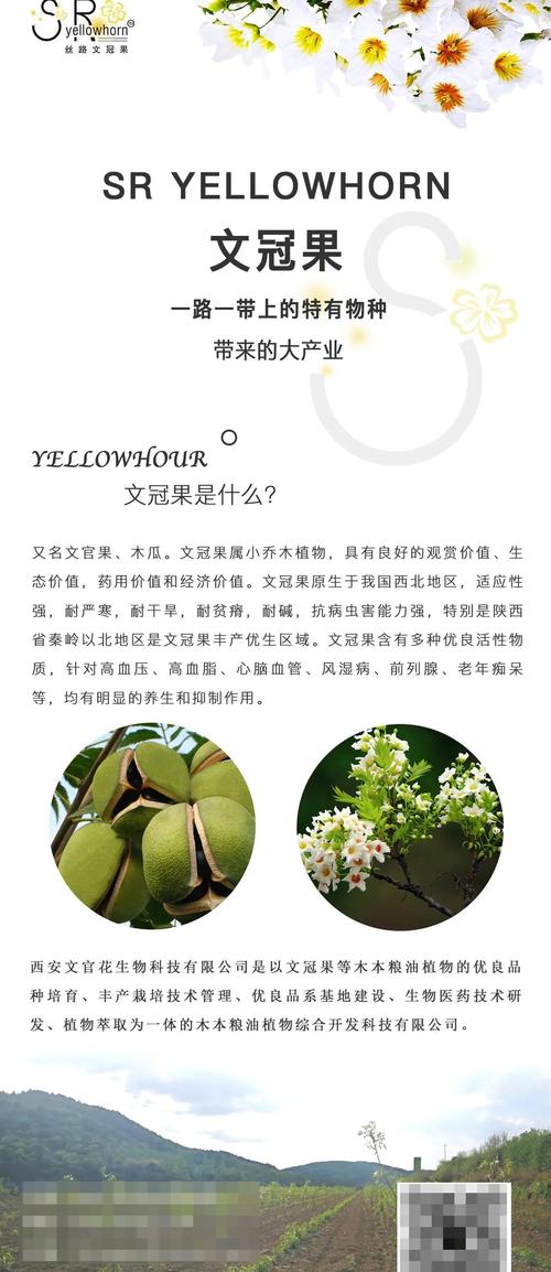 如何使文冠果在圣诞开花(文冠果的生长条件)-第1张图片-花花知道网 如何使文冠果在圣诞开花(文冠果的生长条件)-第1张图片-花花知道网