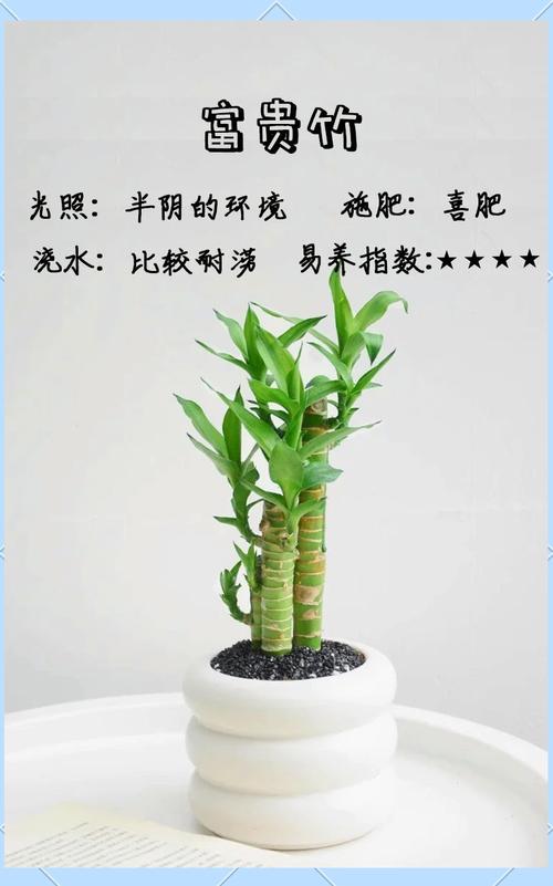 富贵竹放什么药生根快(富贵竹加什么药)-第4张图片-花花知道网 富贵竹放什么药生根快(富贵竹加什么药)-第4张图片-花花知道网