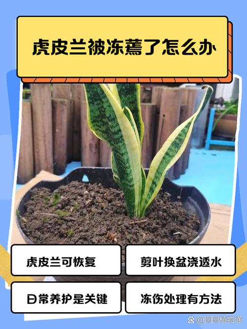 虎皮兰冻伤了该怎么办(虎皮兰被冻坏的图片)-第1张图片-花花知道网 虎皮兰冻伤了该怎么办(虎皮兰被冻坏的图片)-第1张图片-花花知道网