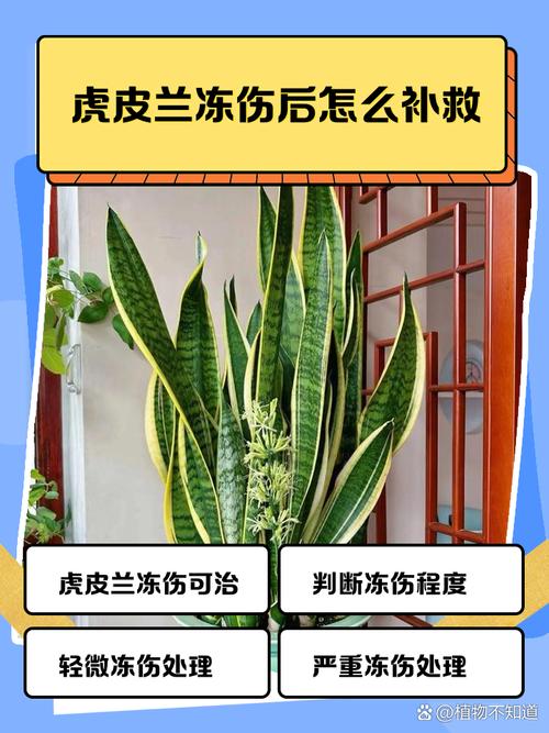 虎皮兰冻伤了该怎么办(虎皮兰被冻坏的图片)-第3张图片-花花知道网 虎皮兰冻伤了该怎么办(虎皮兰被冻坏的图片)-第3张图片-花花知道网