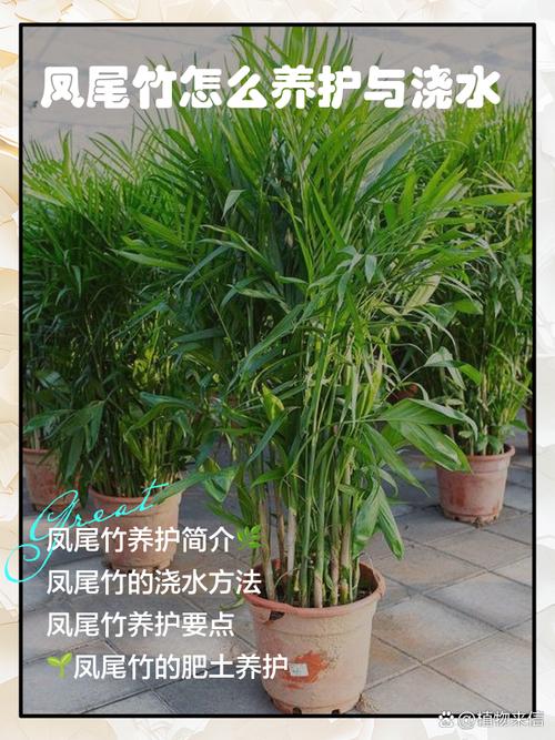 凤尾竹怎么样浇水(凤尾竹怎么样浇水才能活)-第1张图片-花花知道网 凤尾竹怎么样浇水(凤尾竹怎么样浇水才能活)-第1张图片-花花知道网