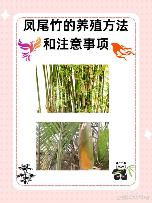凤尾竹怎么样浇水(凤尾竹怎么样浇水才能活)-第4张图片-花花知道网 凤尾竹怎么样浇水(凤尾竹怎么样浇水才能活)-第4张图片-花花知道网