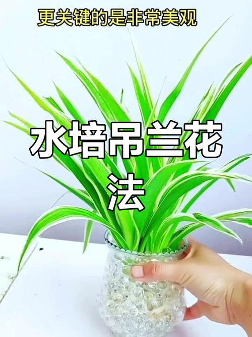 剪下的小吊兰水培(吊兰怎么水培扦插)-第3张图片-花花知道网 剪下的小吊兰水培(吊兰怎么水培扦插)-第3张图片-花花知道网