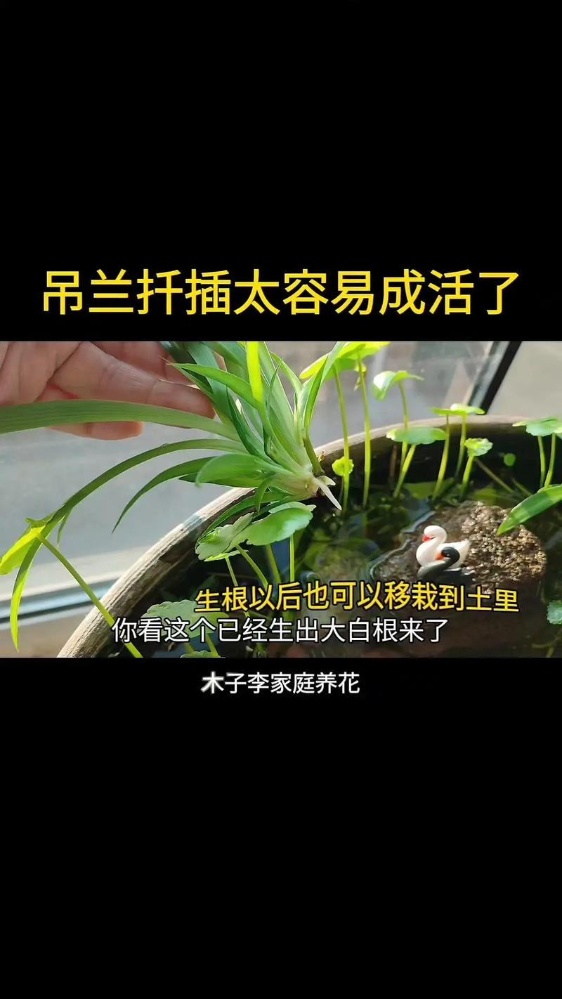 剪下的小吊兰水培(吊兰怎么水培扦插)-第4张图片-花花知道网 剪下的小吊兰水培(吊兰怎么水培扦插)-第4张图片-花花知道网
