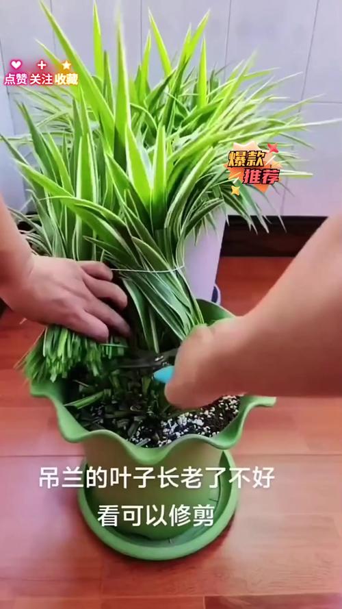 剪下的小吊兰水培(吊兰怎么水培扦插)-第6张图片-花花知道网 剪下的小吊兰水培(吊兰怎么水培扦插)-第6张图片-花花知道网