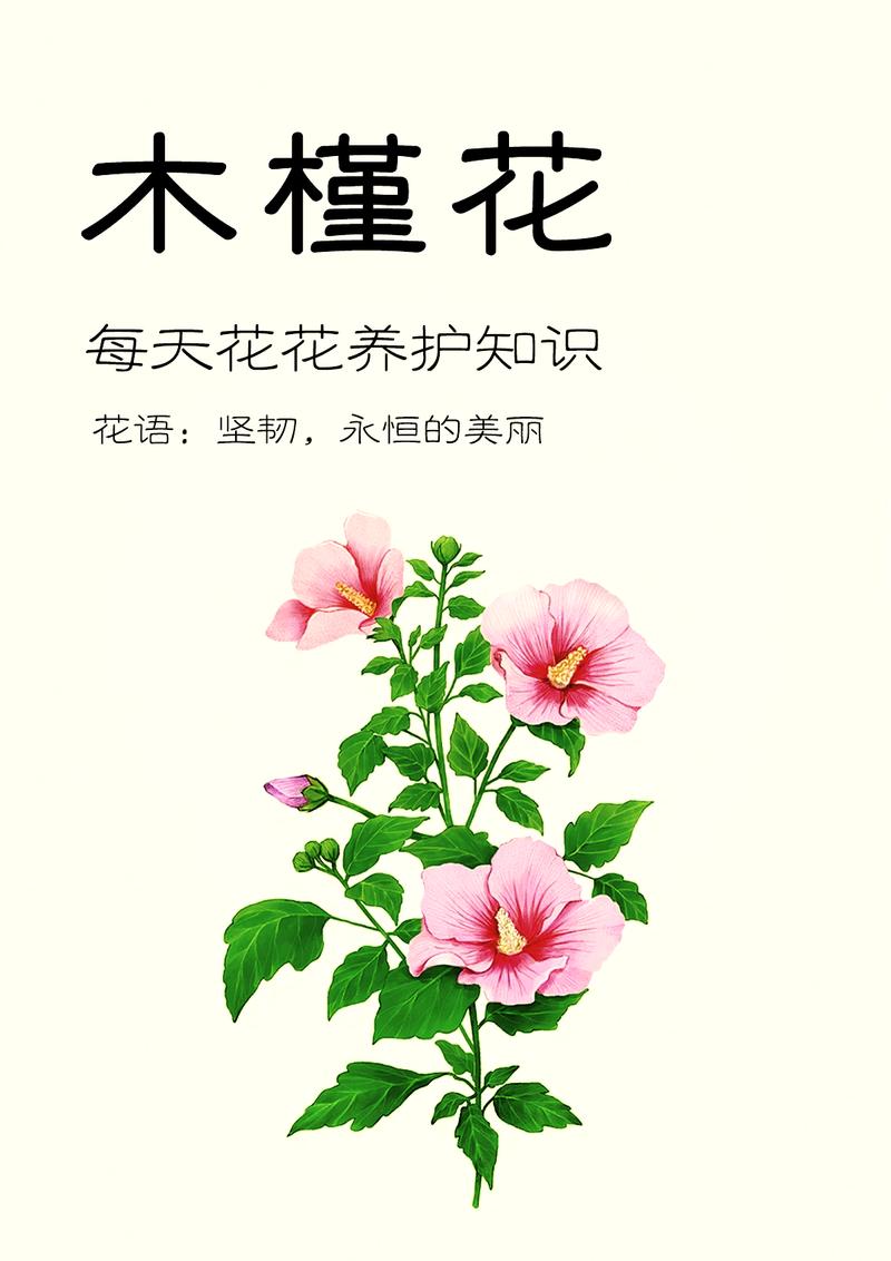 扶桑花怎么养(扶桑花怎么养开花多)-第2张图片-花花知道网 扶桑花怎么养(扶桑花怎么养开花多)-第2张图片-花花知道网