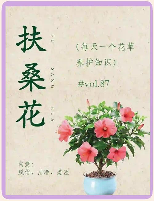 扶桑花怎么养(扶桑花怎么养开花多)-第4张图片-花花知道网 扶桑花怎么养(扶桑花怎么养开花多)-第4张图片-花花知道网